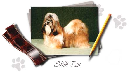 Shih Tzu 