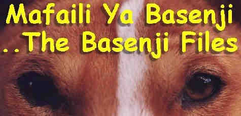 Bannerhead/Title: 'Mafaili Ya Basenji'...'The Basenji Files'