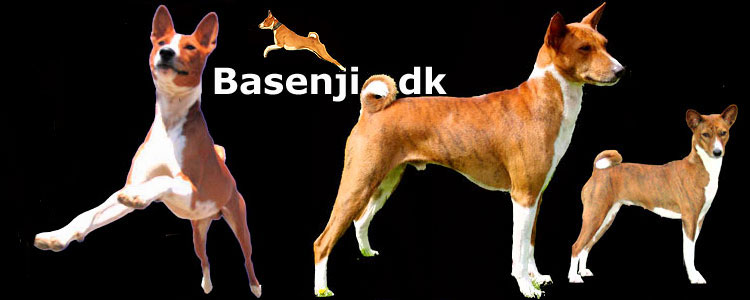 Performing acrobatic stunts: Chifuma. Stacked: Rathje's Bashiri-Afya & Rathje Akina Mimi. Click on your language below to enter the world of basenjis