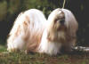 Pohj Ch Boreas` Elfline Lodestar